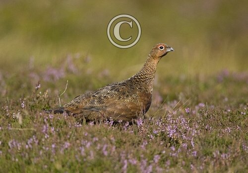 Red Grouse 6